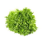 Escarola Arrissada Fina