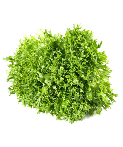 Escarola Arrissada Fina