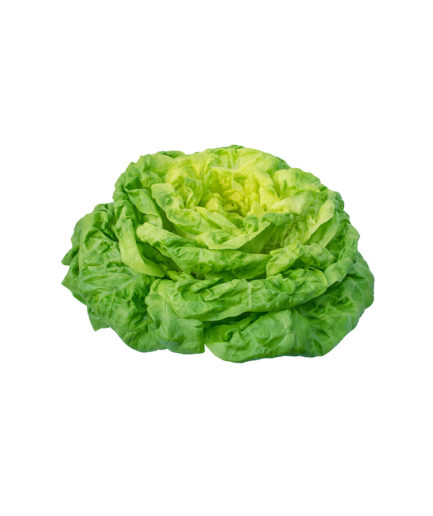 Lletuga Trocadero